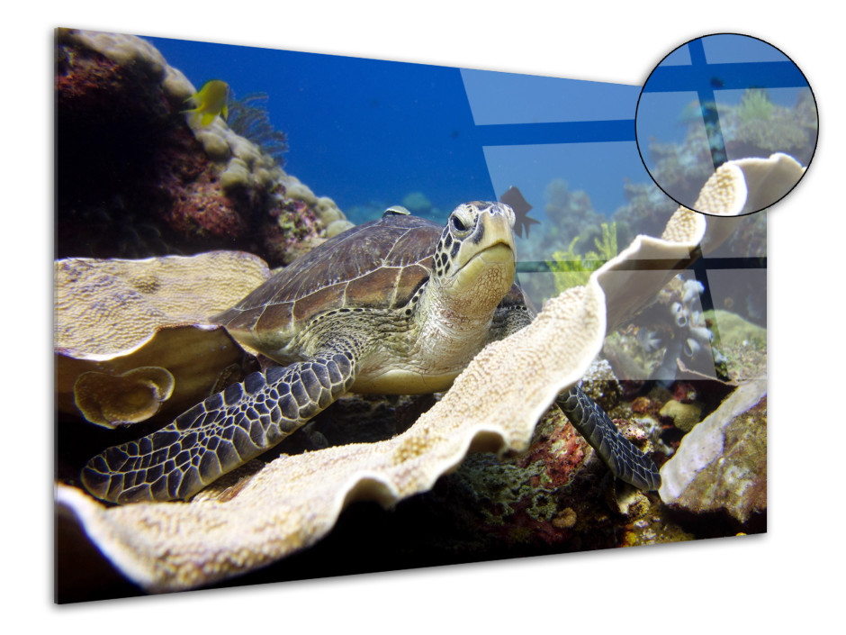 Tableau plexiglas déco tortue marine 2