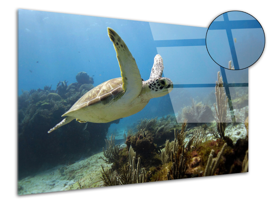 Tableau plexiglas décoratif Tortue marine 3