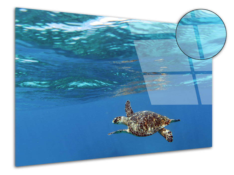 Tableau plexiglas décoratif Tortue marine 4