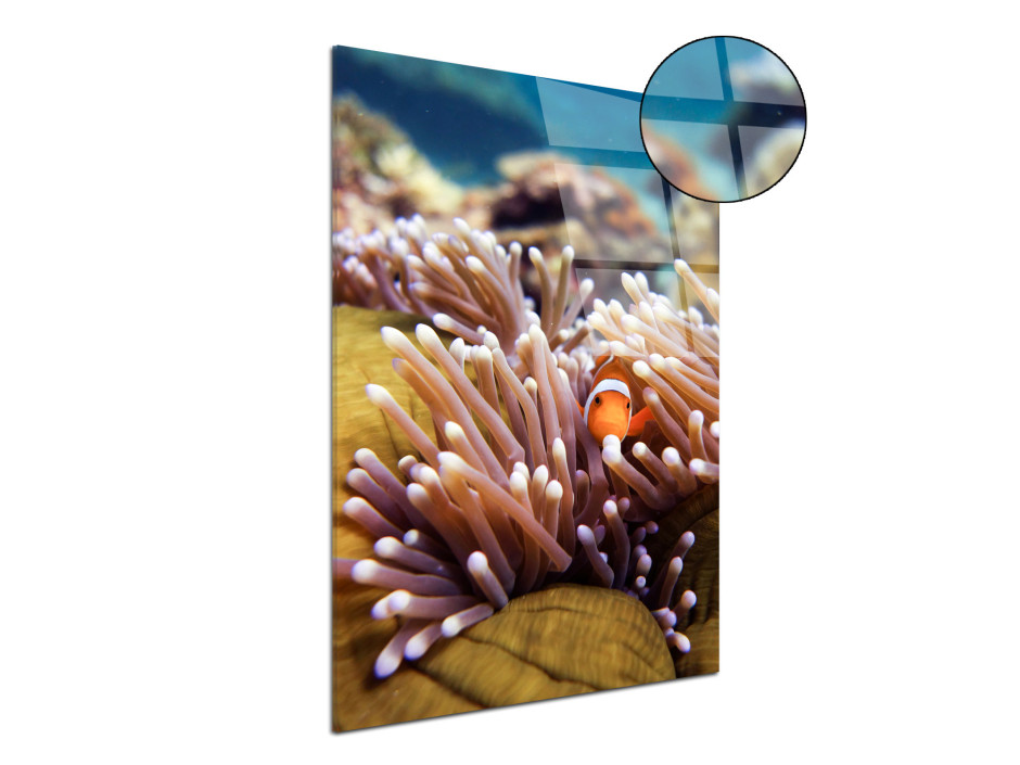 Tableau plexiglas décoratif Nemo