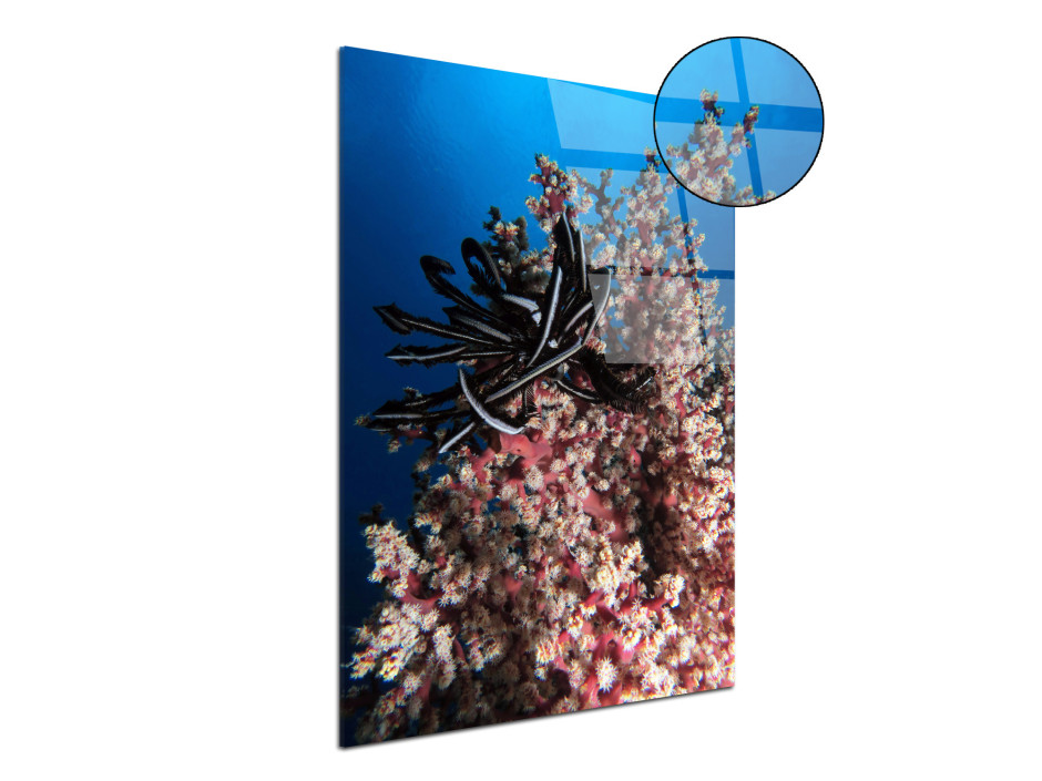 Tableau plexiglas déco Les coraux