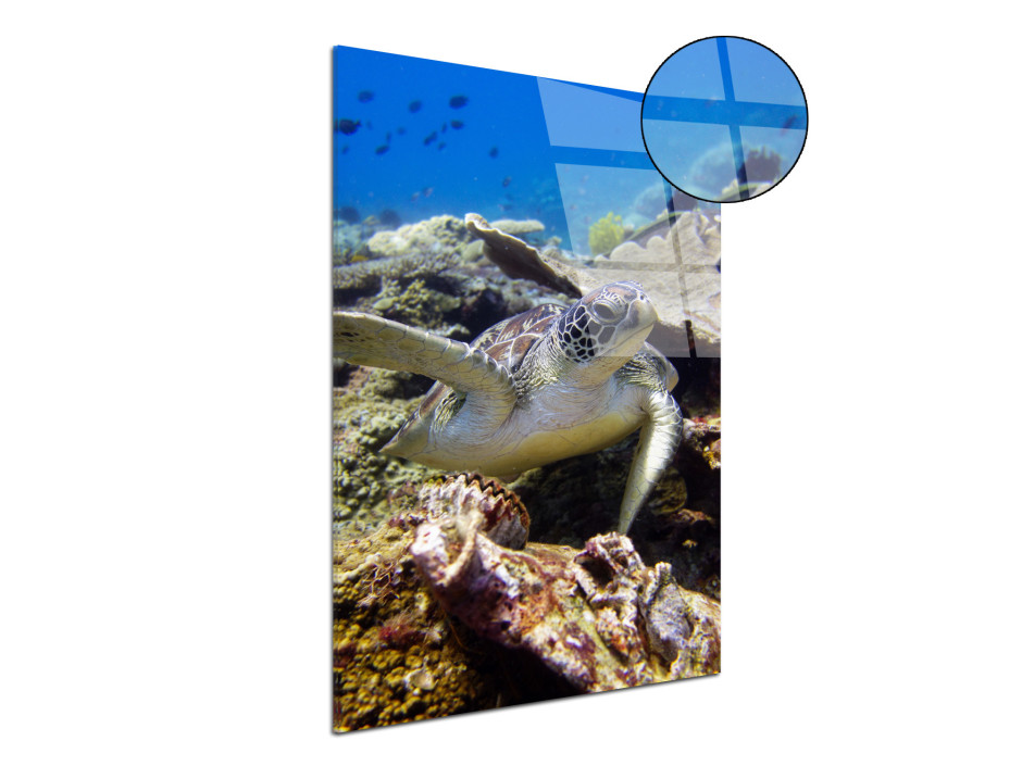 Tableau plexiglas déco Tortue marine 5