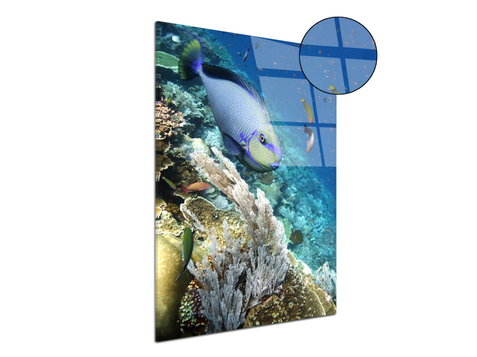 Tableau plexiglas déco Parrot Fish
