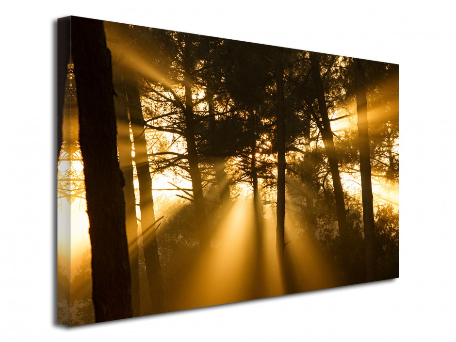 Tableau toile photo déco Forest Sunset