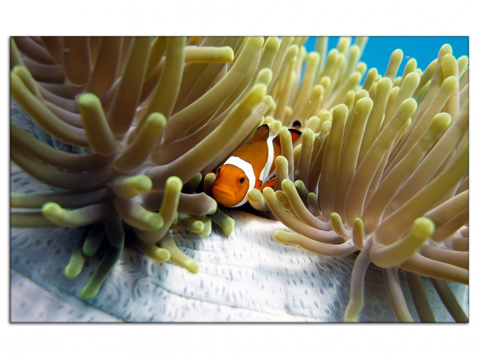 Tableau aluminium déco Clown Fish