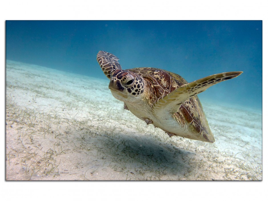 Photo sur aluminium Tortue marine