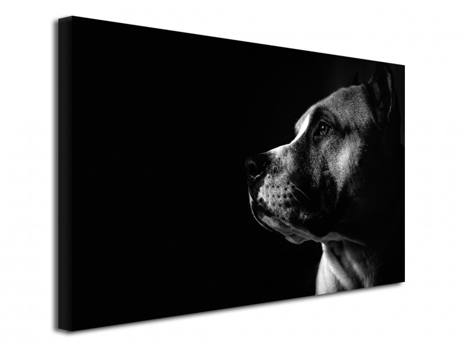 Tableau toile déco Chien Pit Bull