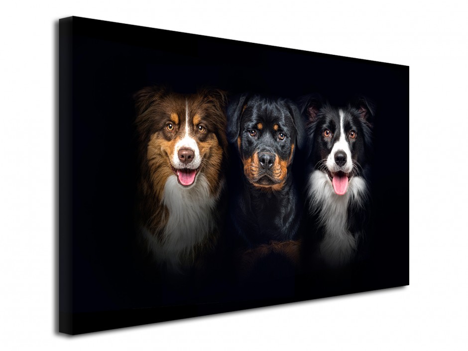 Tableau photo toile border collie et rottweiler