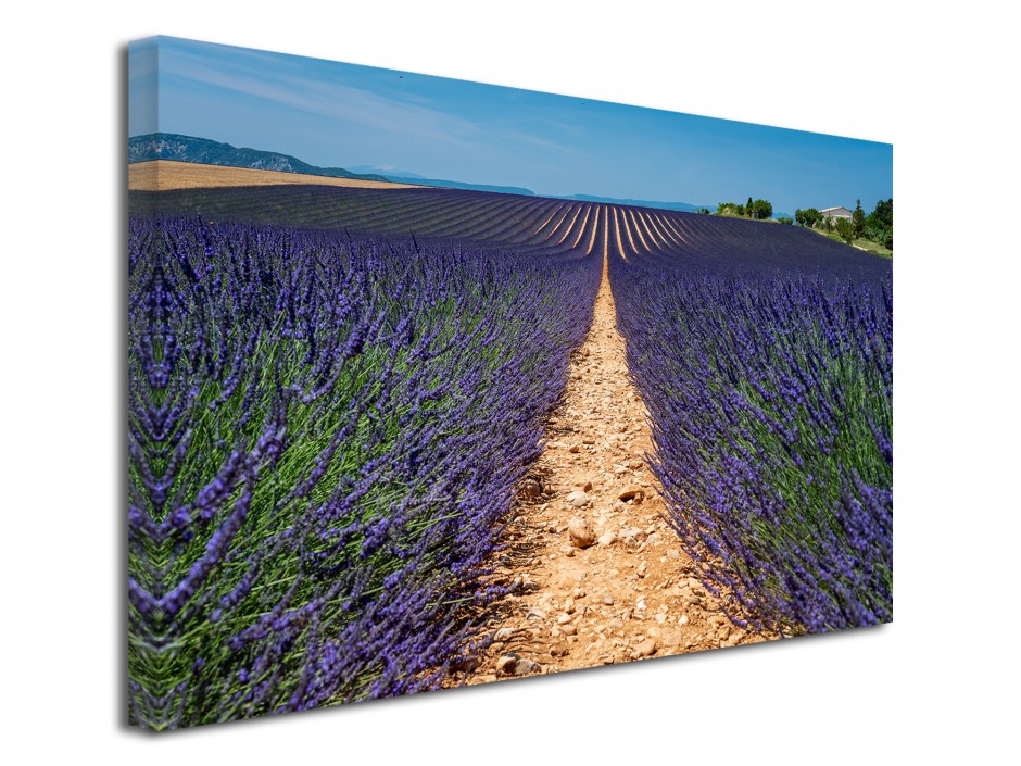 Tableau toile déco Le Plateau de Valensole