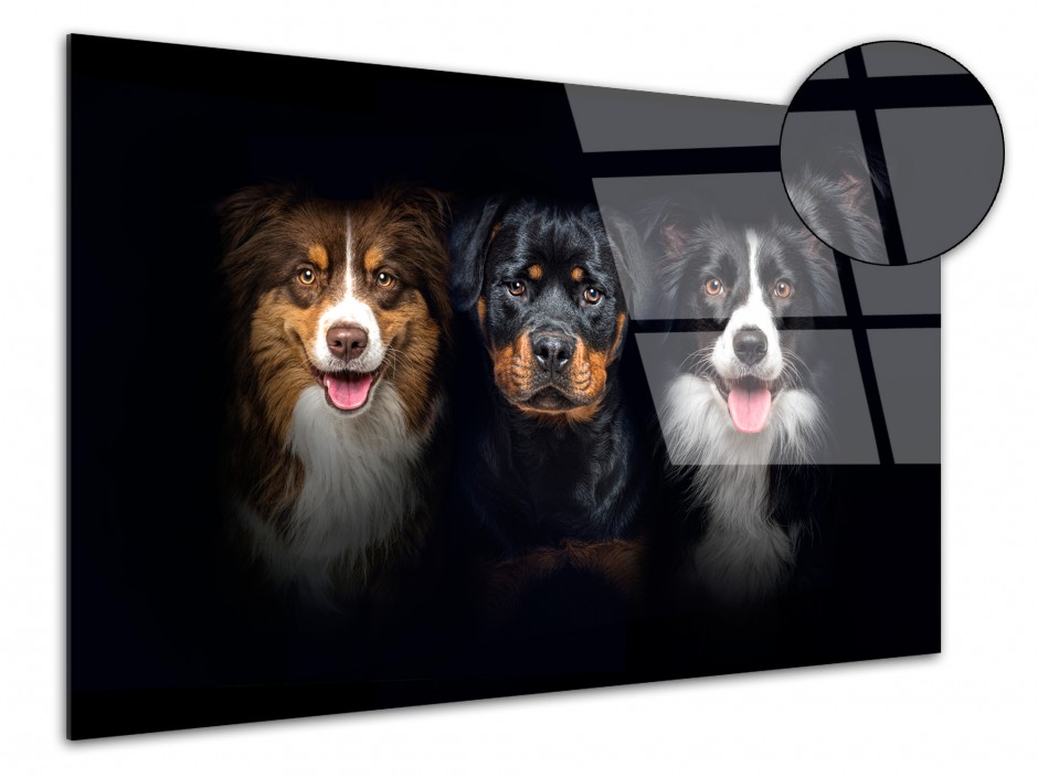 Tableau photo plexiglas border collie et rottweiler