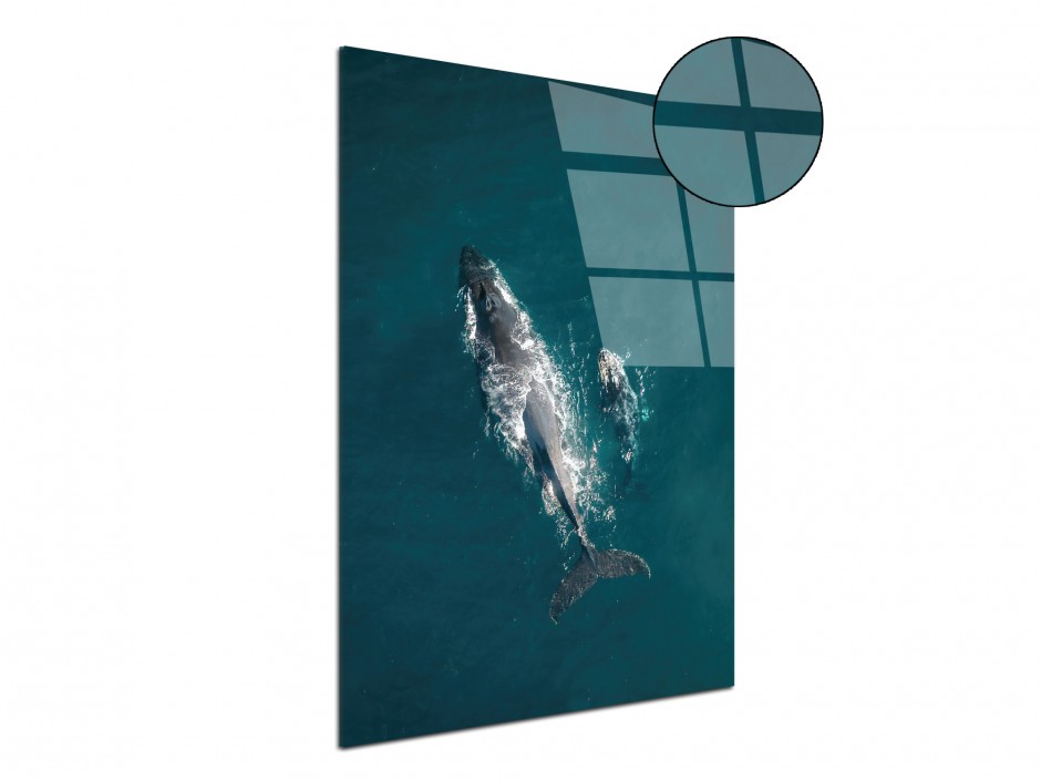Tableau plexiglas déco Baleine à bosse