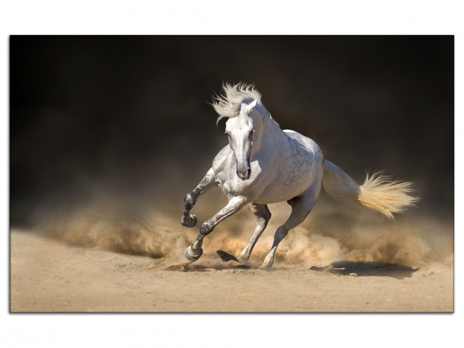 Tableau déco aluminium Cheval blanc au galop