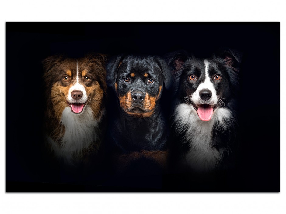 Tableau photo aluminium border collie et rottweiler