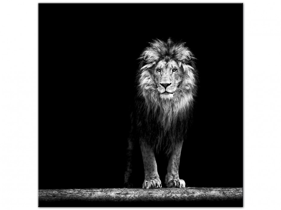 Tableau photo sur aluminium Le Lion