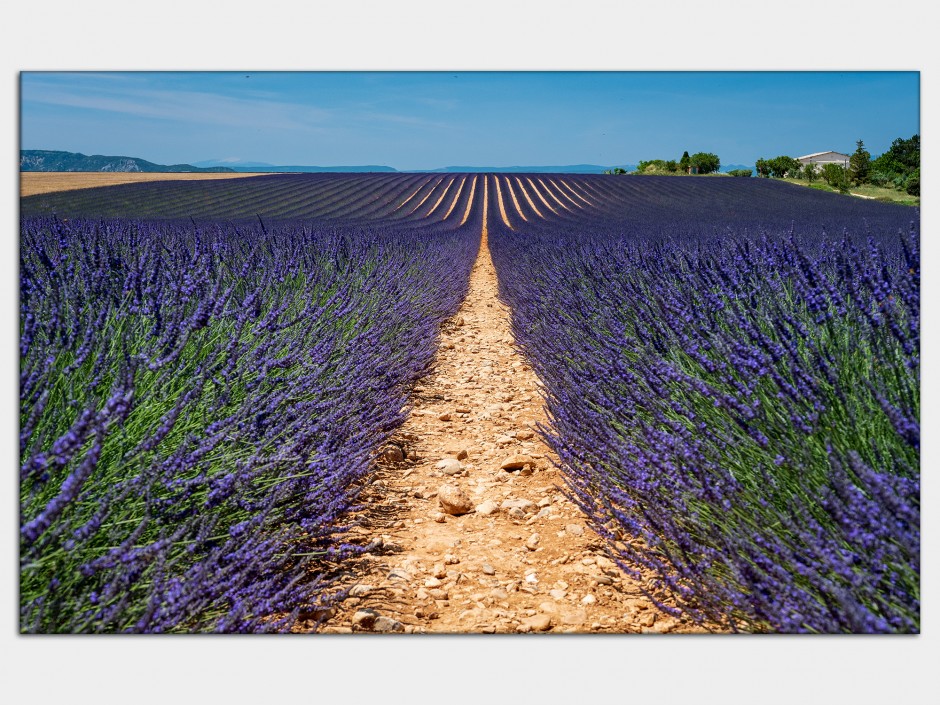 Tableau aluminium déco Le Plateau de Valensole