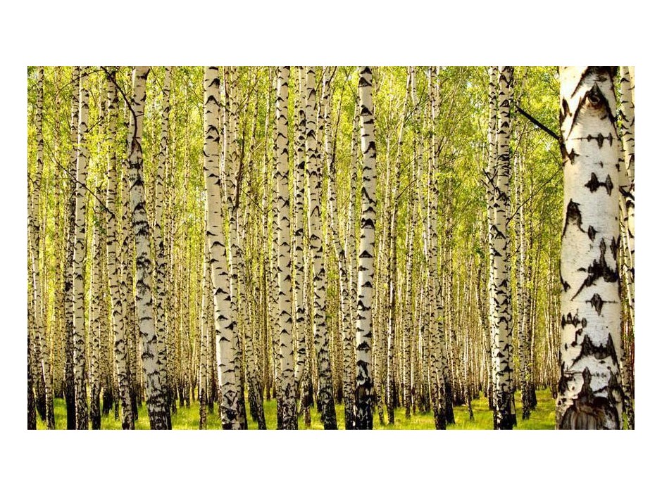 Papier peint - Birch forest