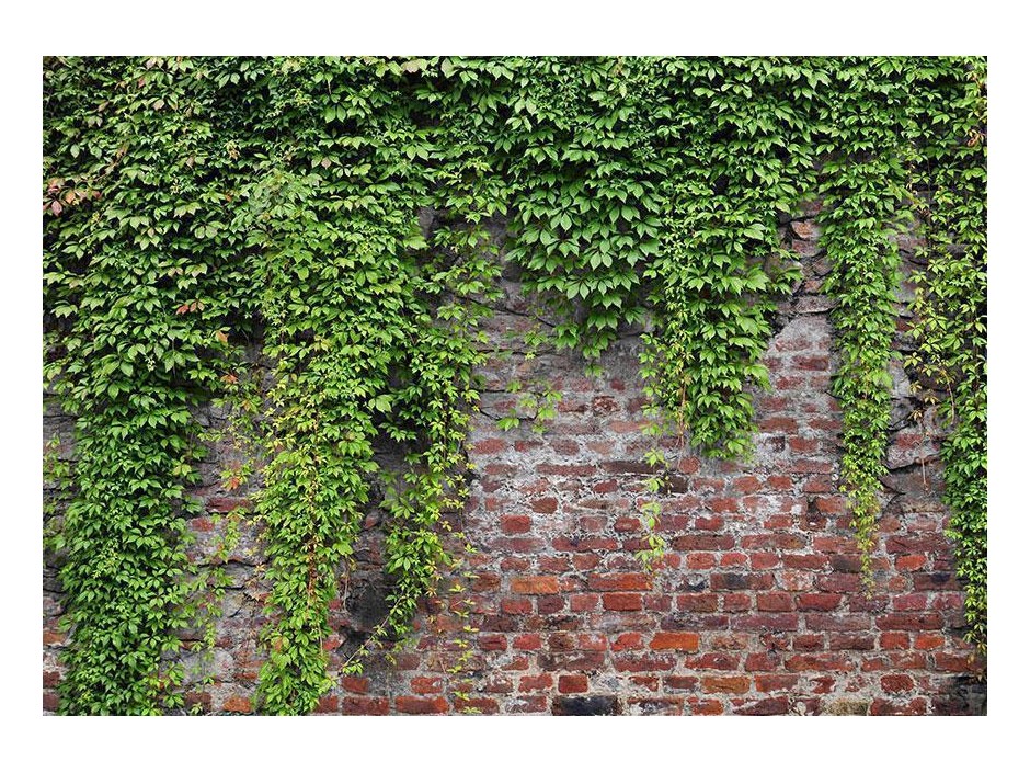 Papier peint - Brick and ivy