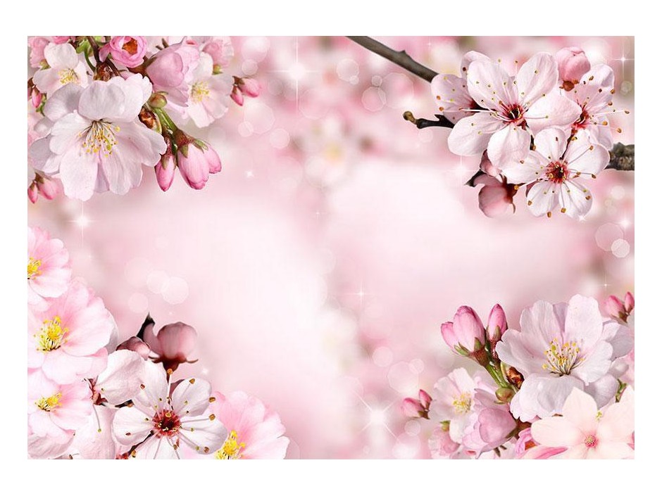 Papier peint - Spring Cherry Blossom