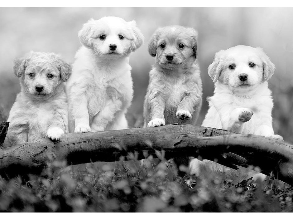 Papier peint - Four Puppies