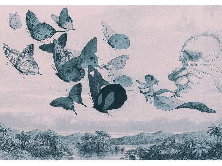 Papier peint - Butterflies and Fairy