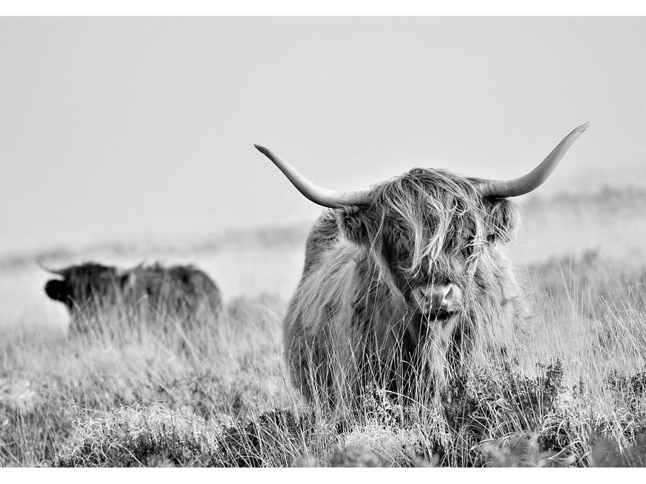 Papier peint - Highland Cattle