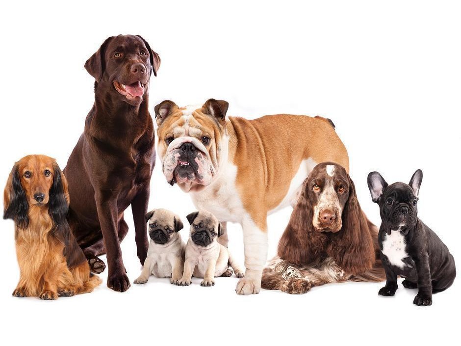 Papier peint - Animal portrait - dogs with a brown labrador in the centre on a white background
