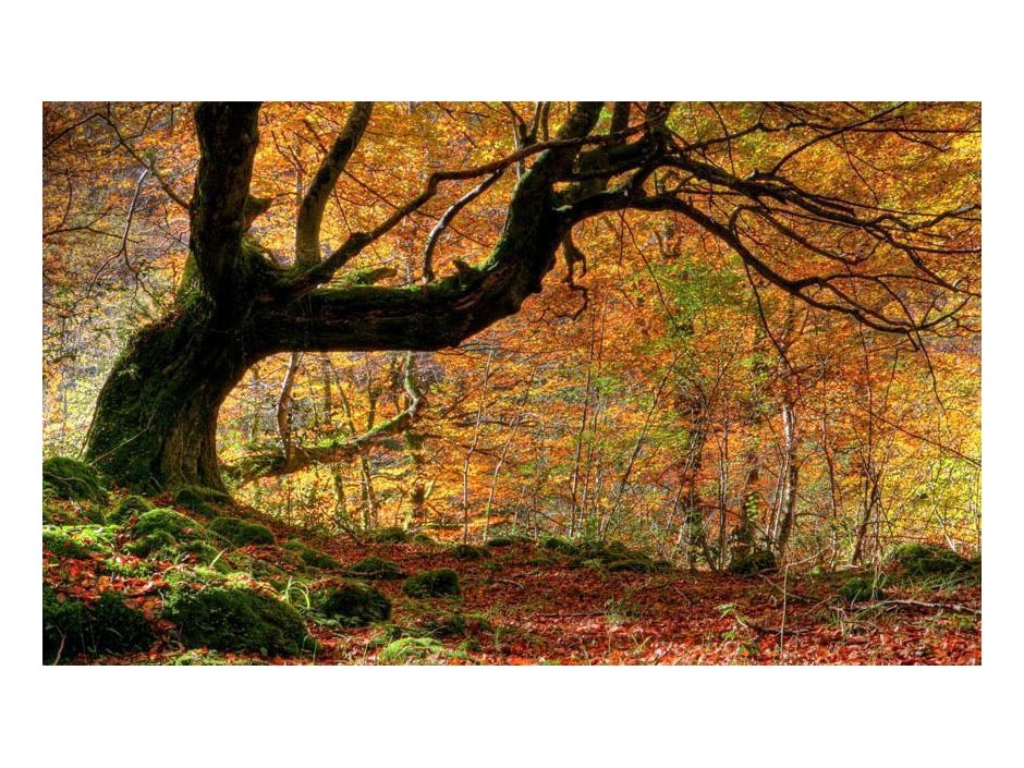 Papier peint - Autumn, forest and leaves