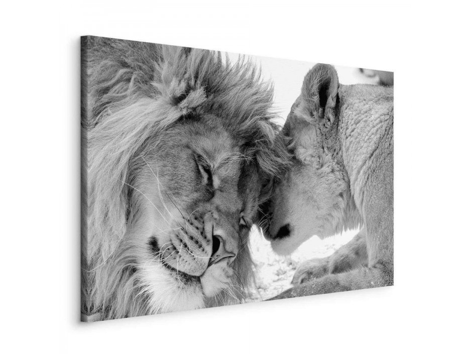 Tableau - Lions Love