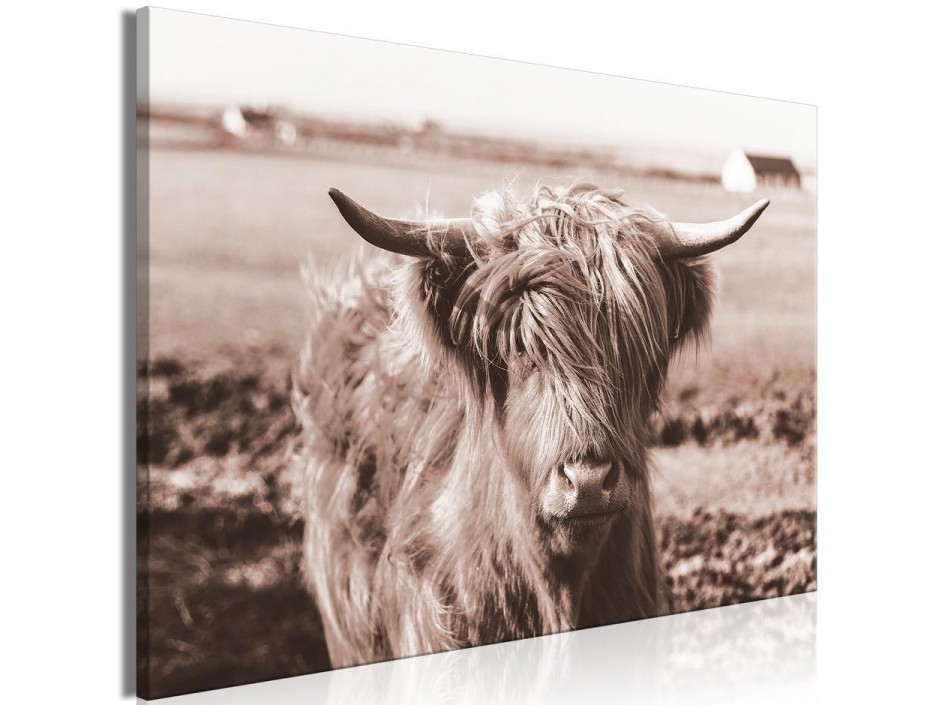 Tableau - A Scottish Cow in Sepia
