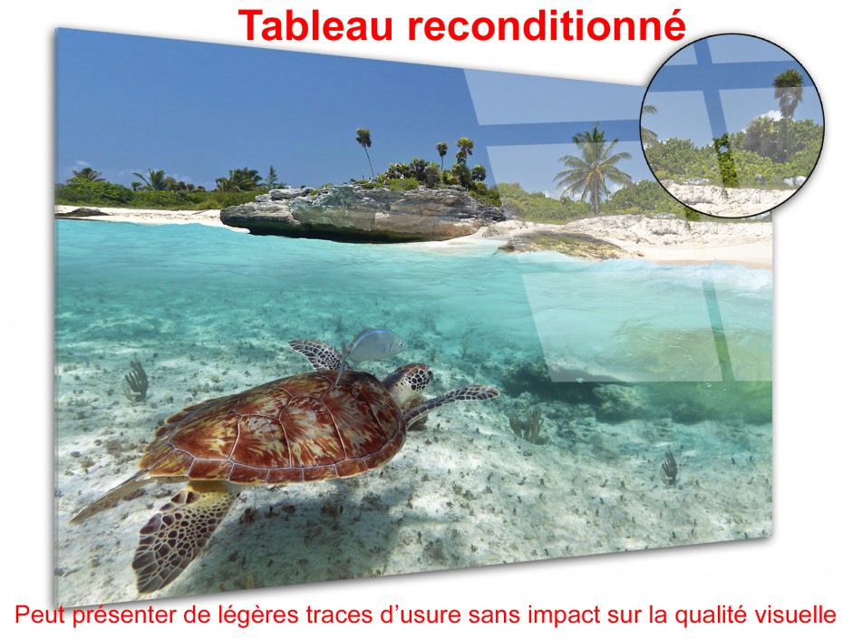 Tableau déco photo plexiglas TORTUE MARINE