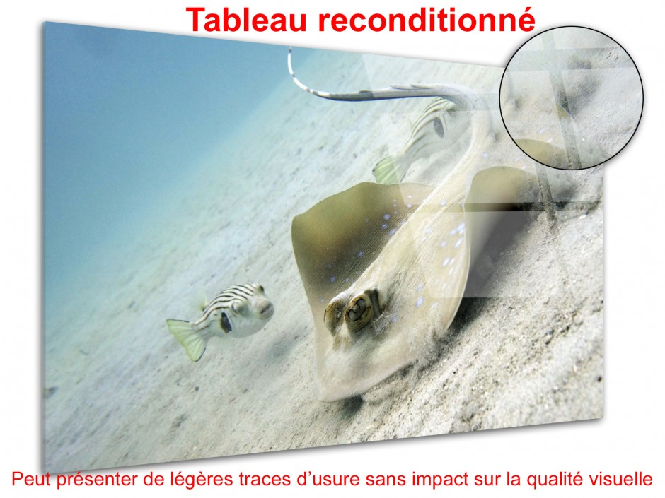 Tableau déco plexiglas Raie bleue tachetée
