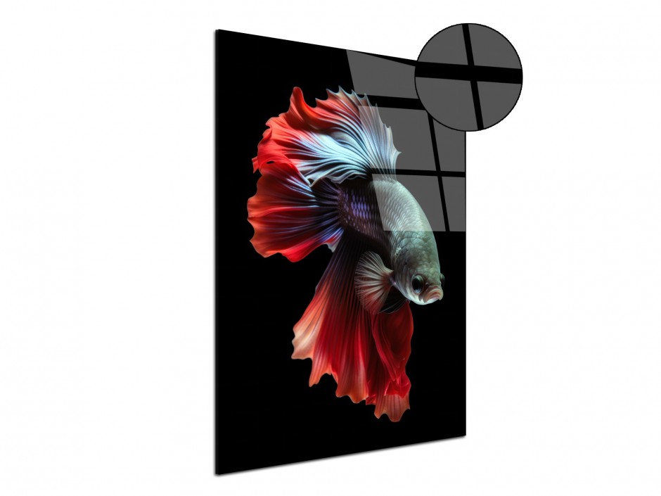 Tableau Plexiglas Poisson combattant rouge et bleu