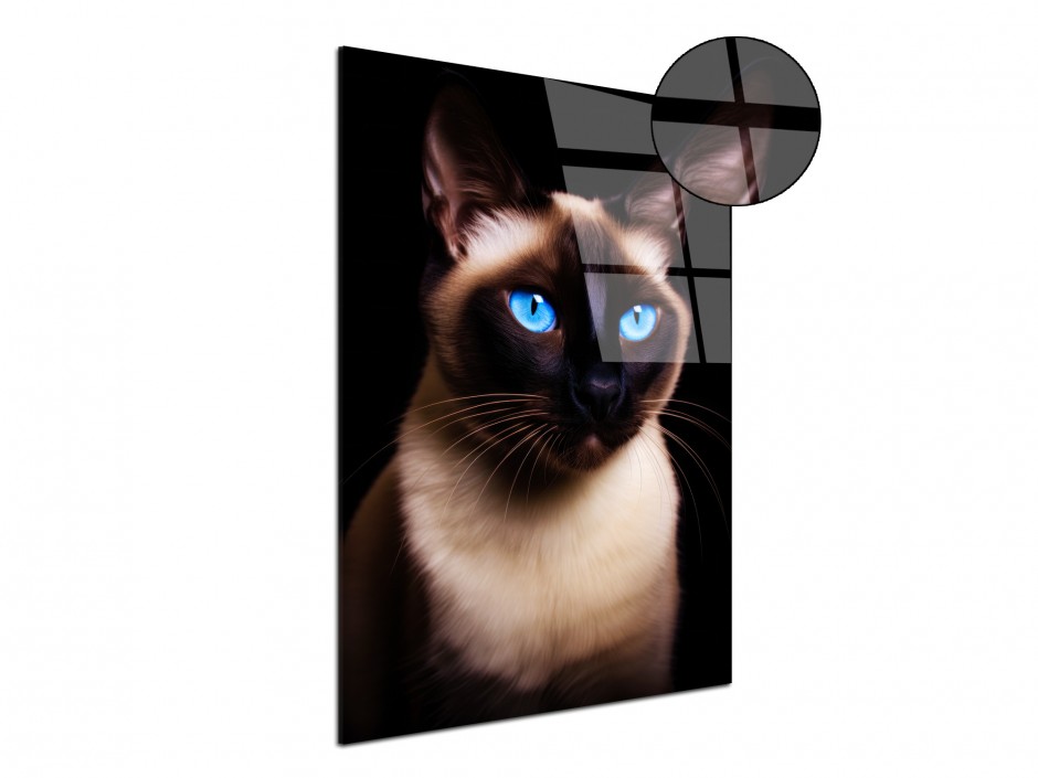 Tableau Plexiglas Chat siamois aux yeux bleus