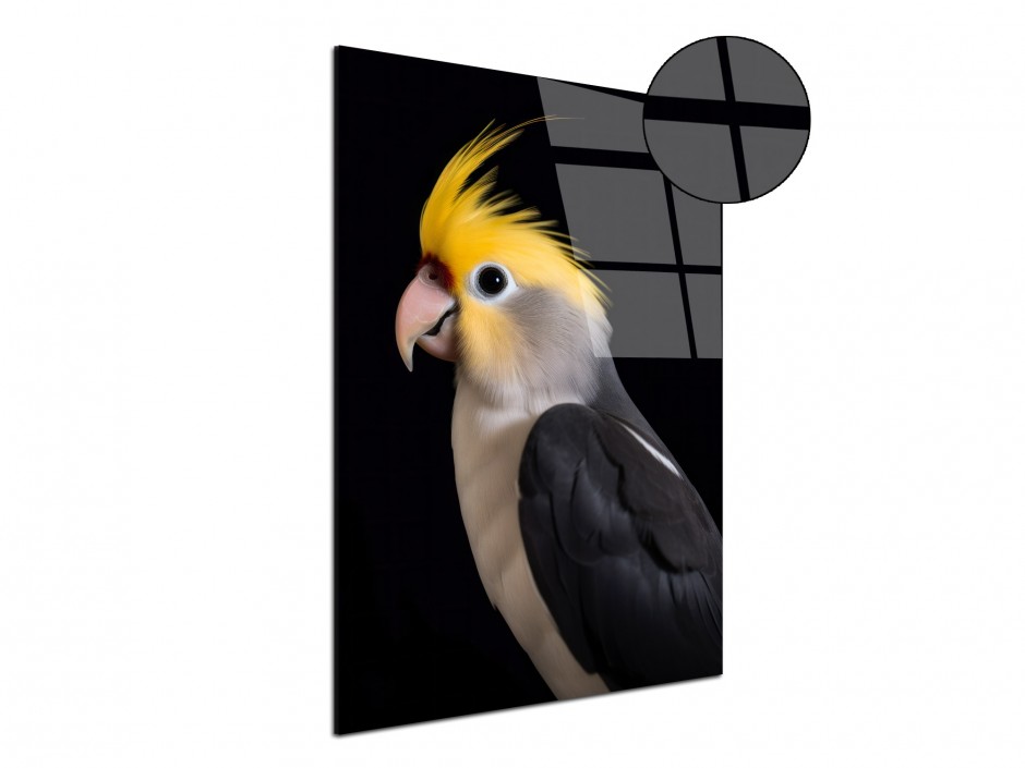 Tableau Plexiglas perruche calopsitte