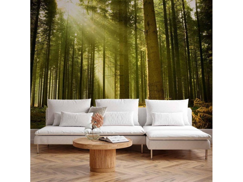 Papier peint - Pine forest – dense woodland in morning sunlight