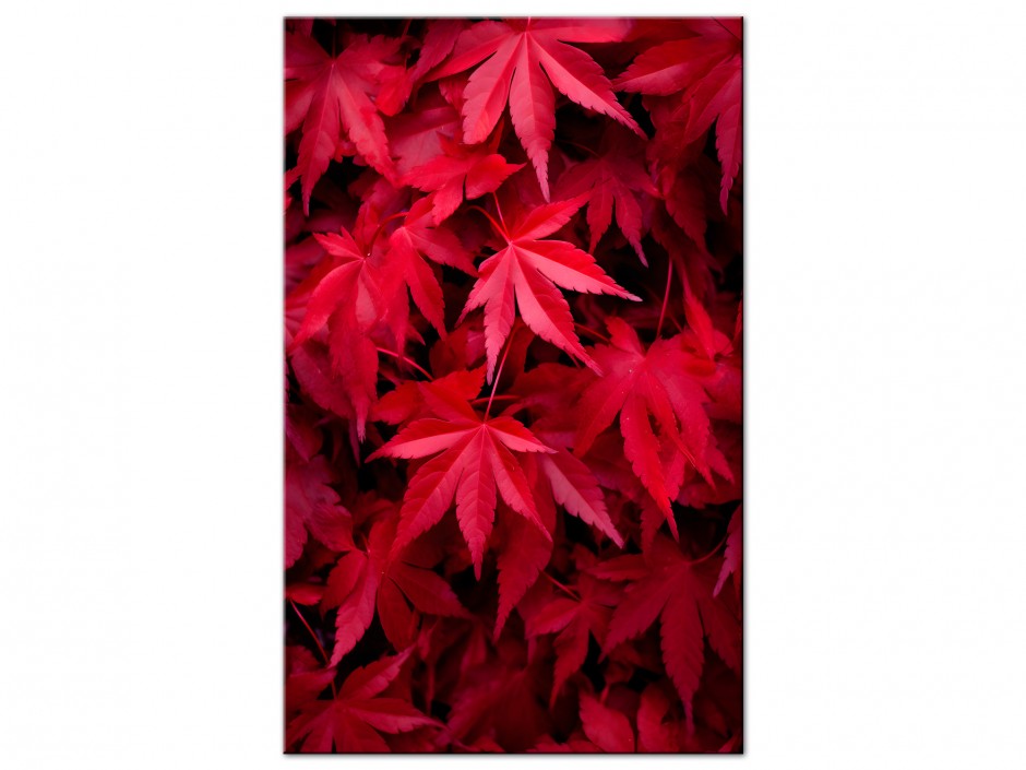 Tableau Aluminium Érables Écarlates